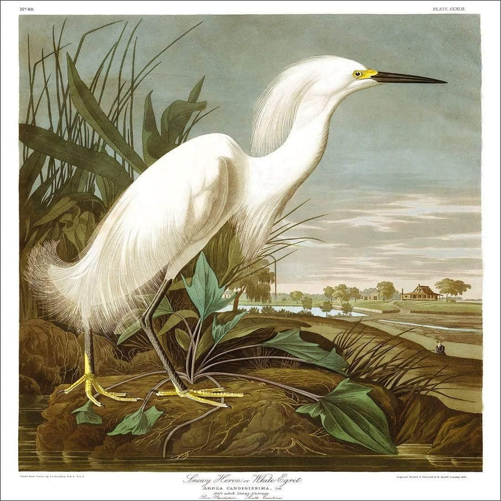 Snowy Heron By John James Audubon Wall Art
