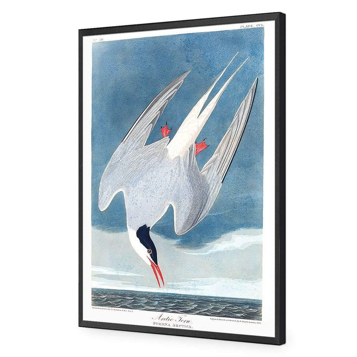 Arctic Tern By John James Audubon Wall Art