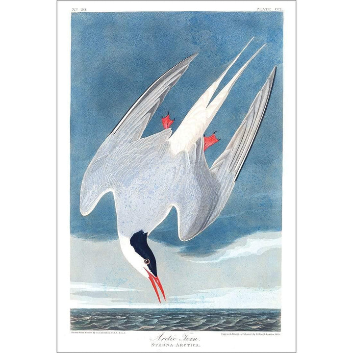 Arctic Tern By John James Audubon Wall Art