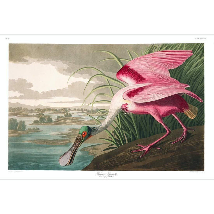 Roseate Spoonbill, John James Audubon Wall Art