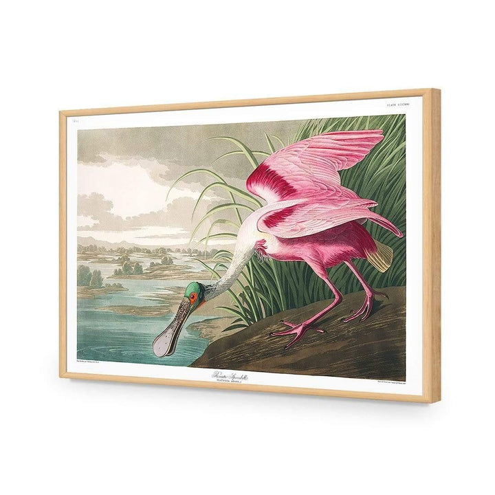Roseate Spoonbill, John James Audubon Wall Art