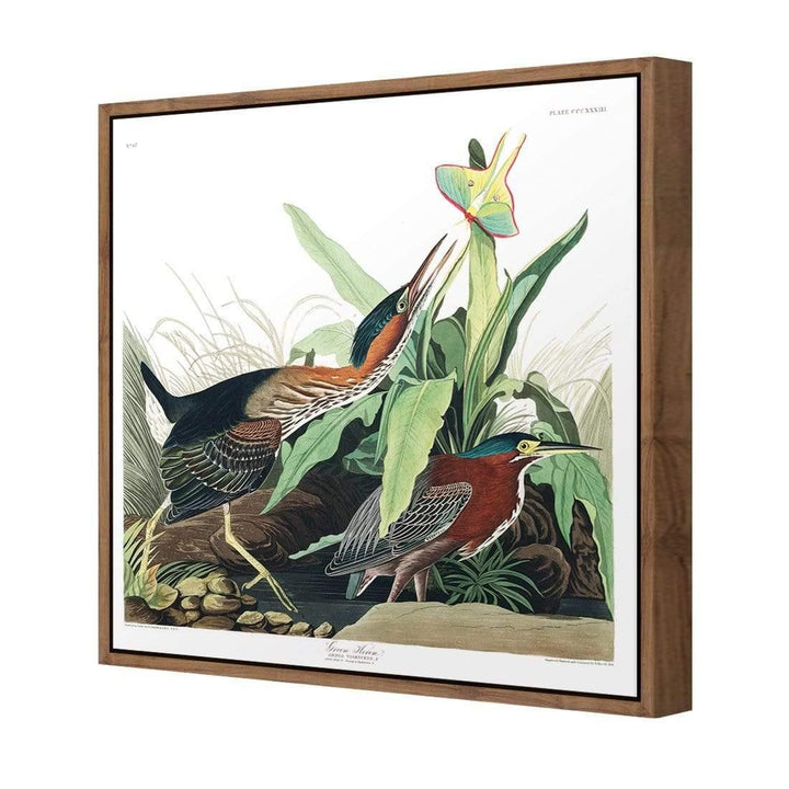 Green Heron, John James Audubon Wall Art