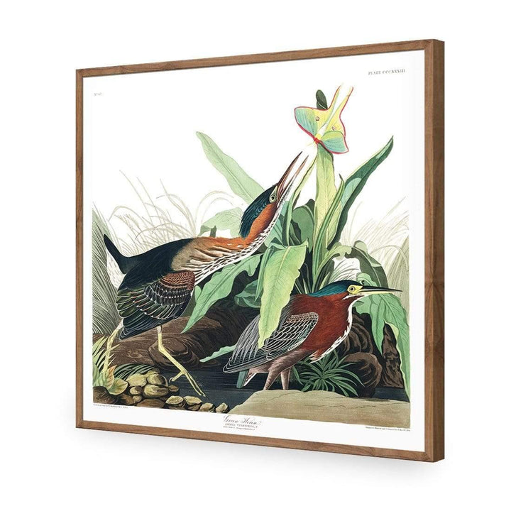 Green Heron, John James Audubon Wall Art