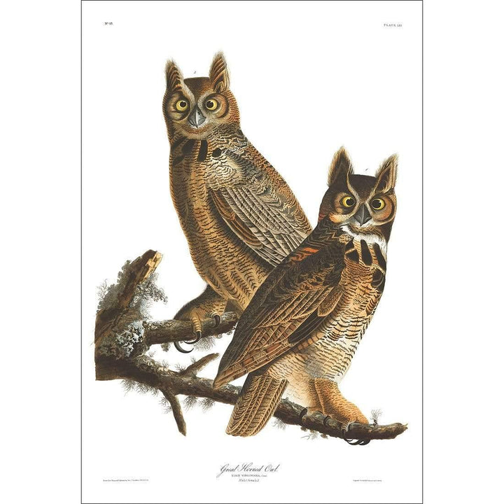 Great Horned Owl By John James Audubon Wall Art