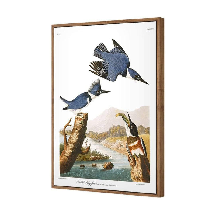 Belted Kingfisher By John James Audubon Wall Art