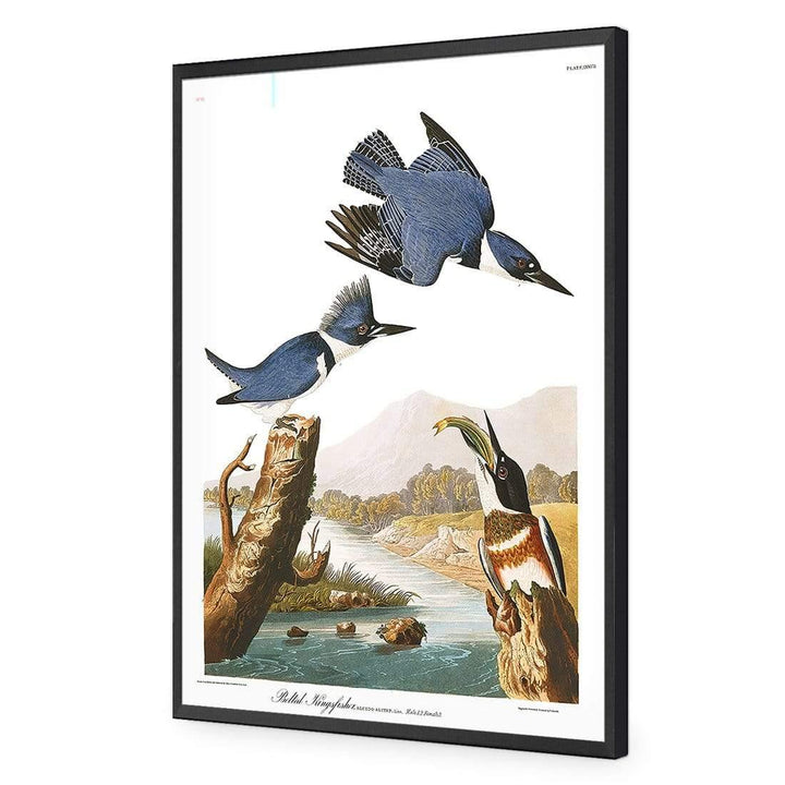 Belted Kingfisher By John James Audubon Wall Art