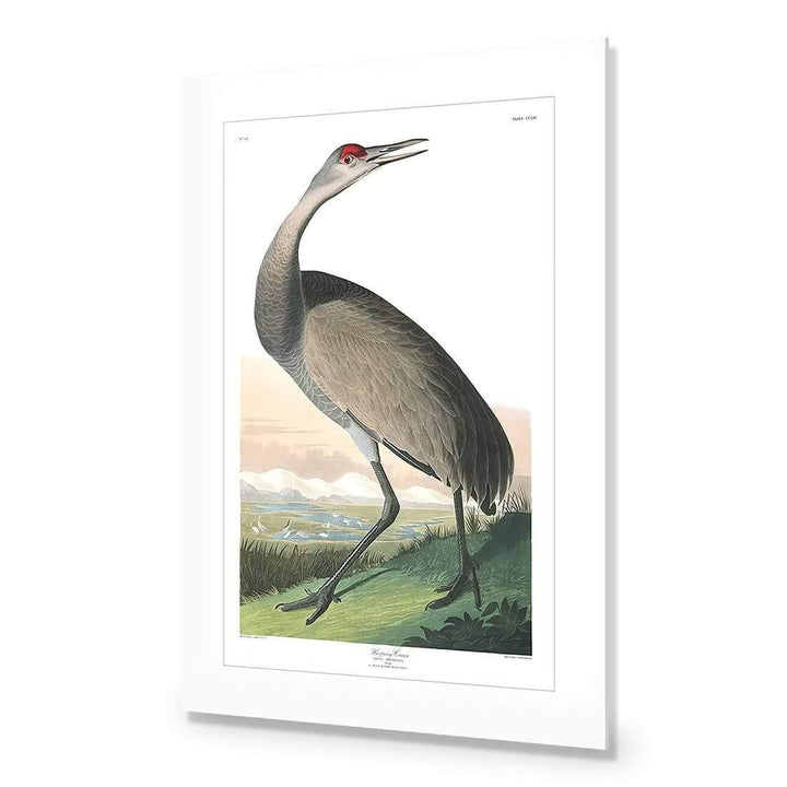 Hooping Crane By John James Audubon Wall Art