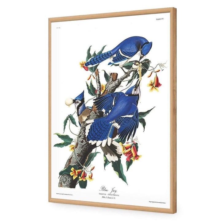 Blue Jay By John James Audubon Wall Art
