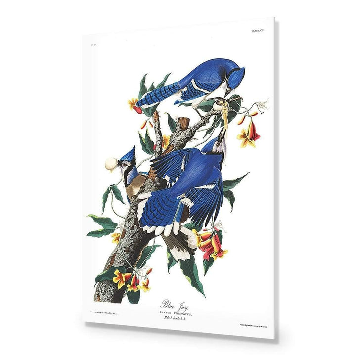 Blue Jay By John James Audubon Wall Art