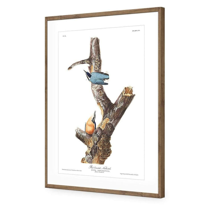 Red Breasted Nuthatch By John James Audubon Wall Art