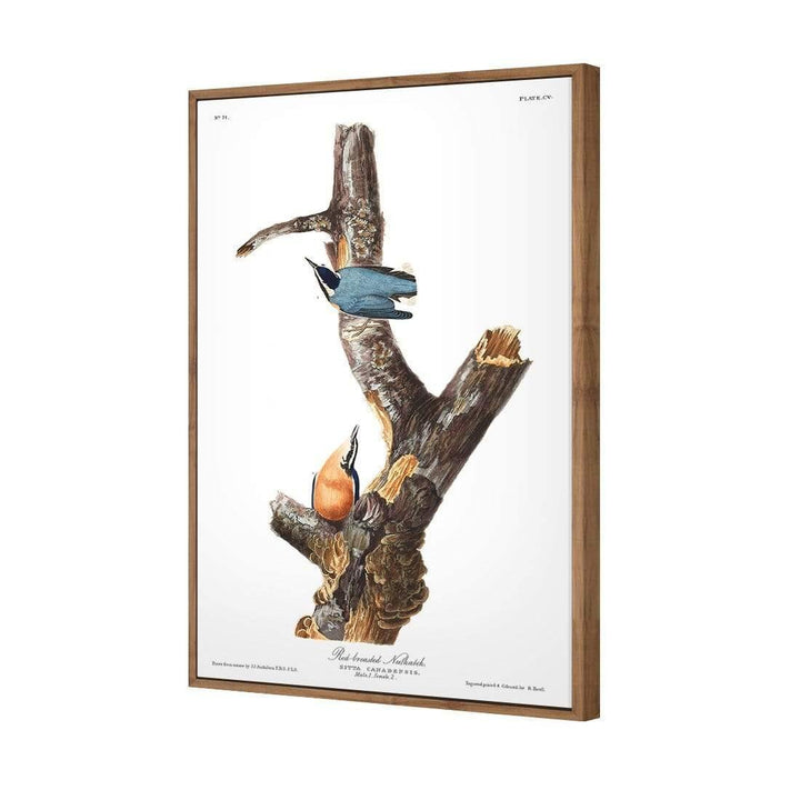 Red Breasted Nuthatch By John James Audubon Wall Art