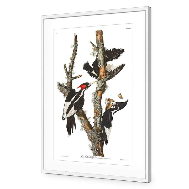 Ivory Billed Woodpecker By John James Audubon Wall Art