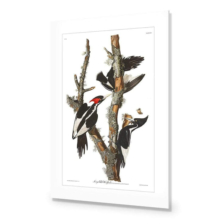 Ivory Billed Woodpecker By John James Audubon Wall Art