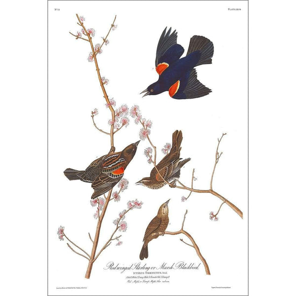 Red Winged Blackbird By John James Audubon Wall Art