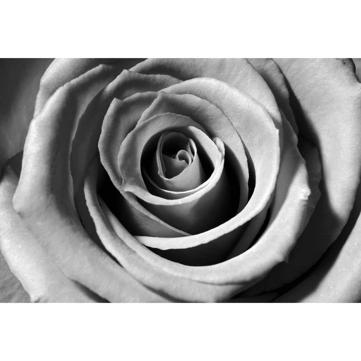Black and White Rose Wall Art