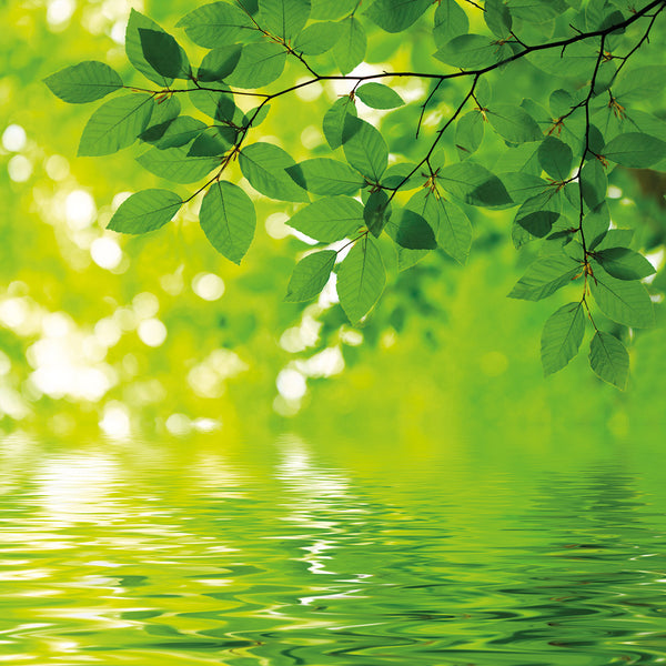 Green Reflections (square)