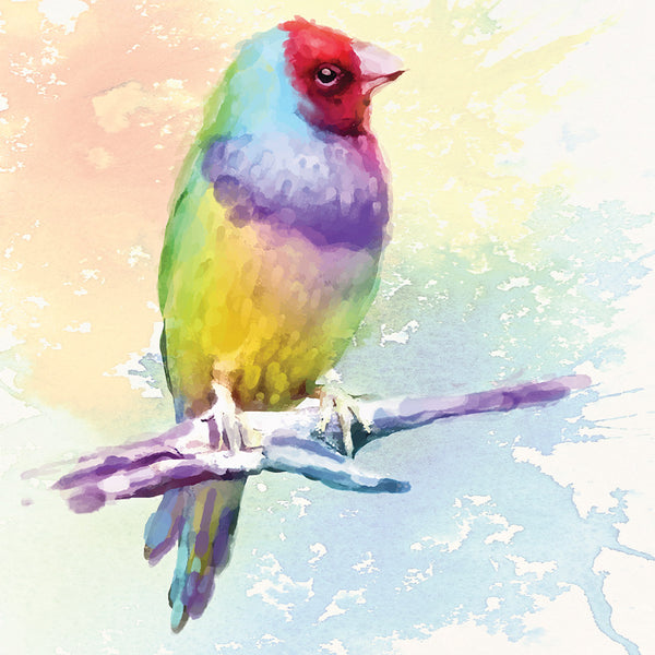 Watercolour Finch, Watercolour (square)