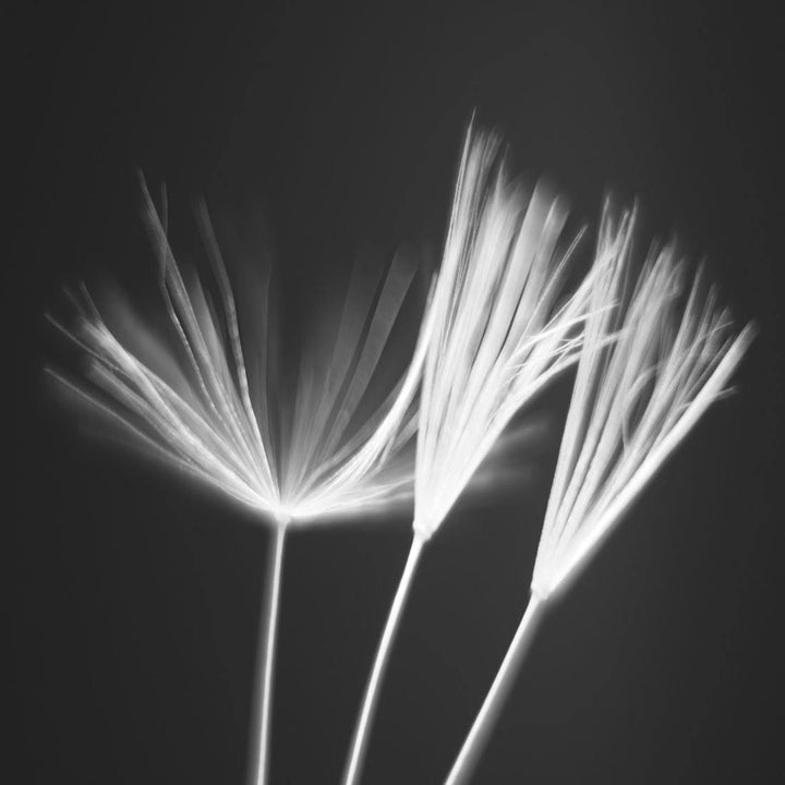 Seeds of Dandy, Black and White (square) Wall Art