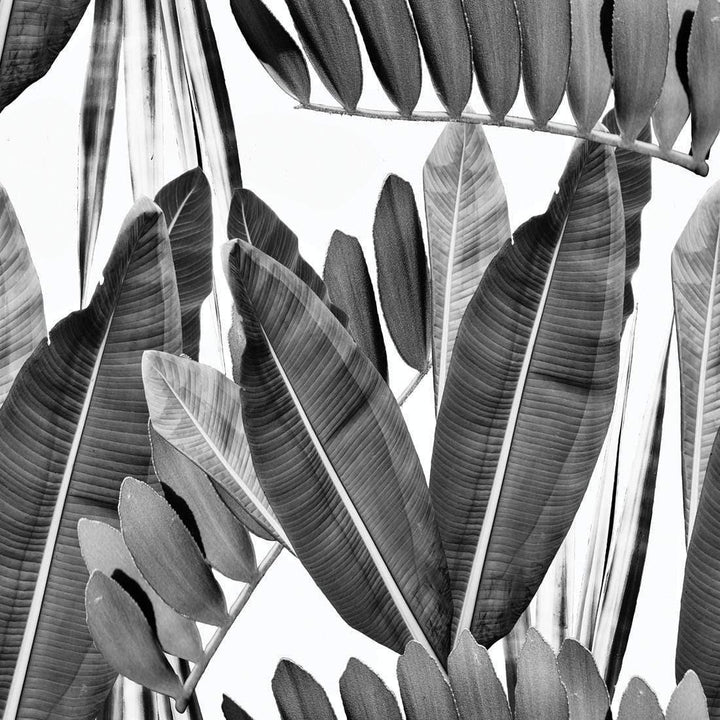 Tropical Harmony, Black and White (square) Wall Art