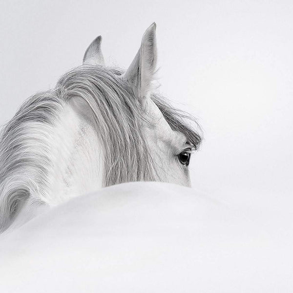 Andalusian Horse in the Mist (Square) Wall Art