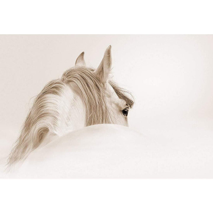 Andalusian Horse in the Mist, Sepia Wall Art