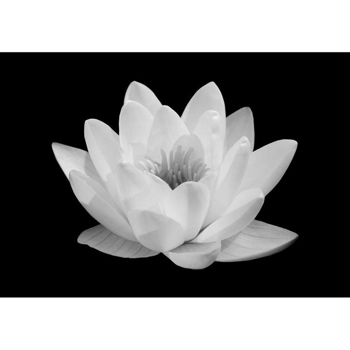 Lotus in Bloom, White Wall Art