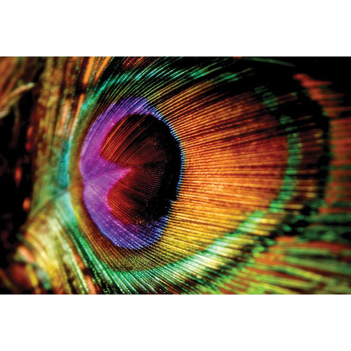 Eye Of A Peacock Wall Art