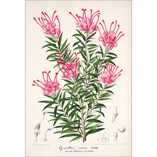 Pink Grevillea Rosea Botanical Illustration