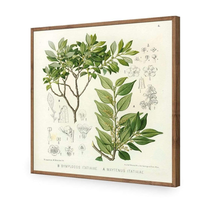Botanical Illustration Leaves Wall Art