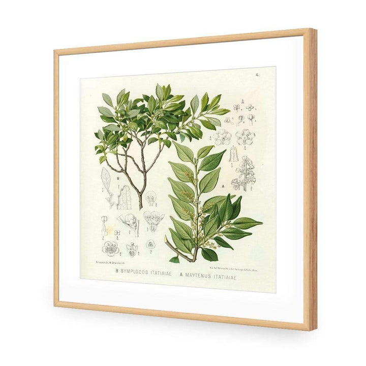 Botanical Illustration Leaves Wall Art