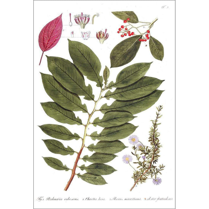 Botanical Watercolour Leaves Berries and Flowers Wall Art