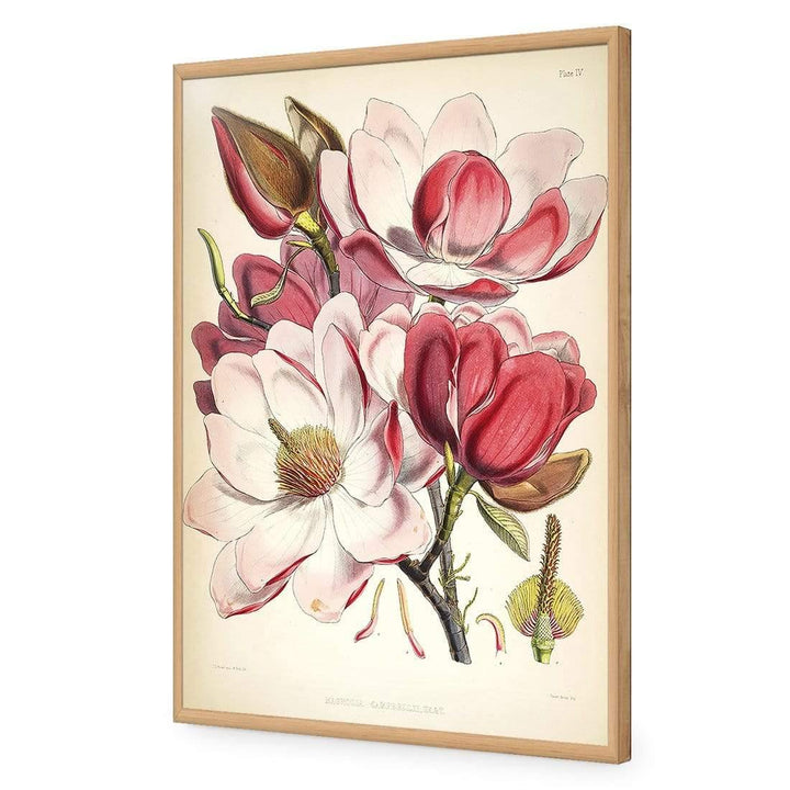 Gorgeous Magnolia Illustration Wall Art