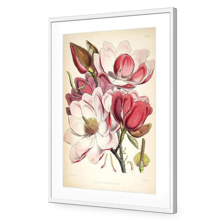 Gorgeous Magnolia Illustration Wall Art