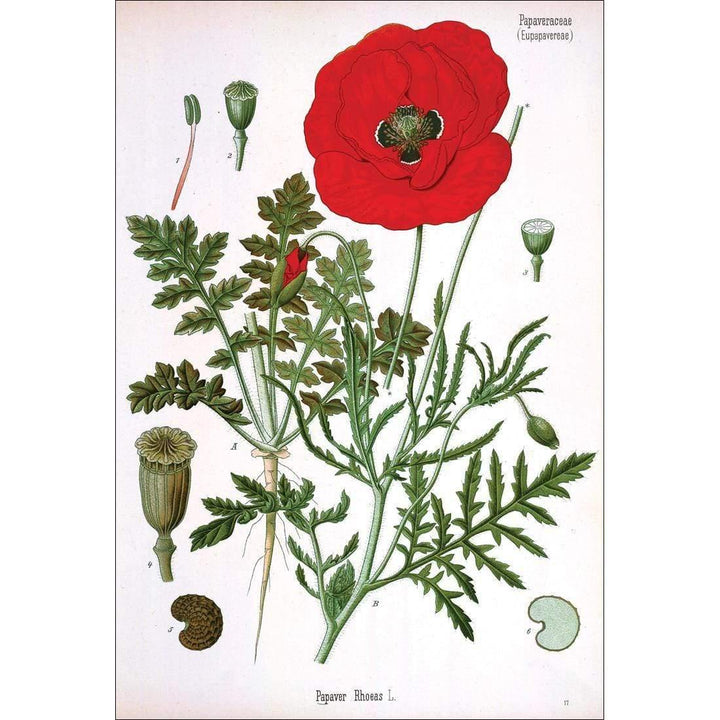 Red Poppy Botanical Illustration Wall Art