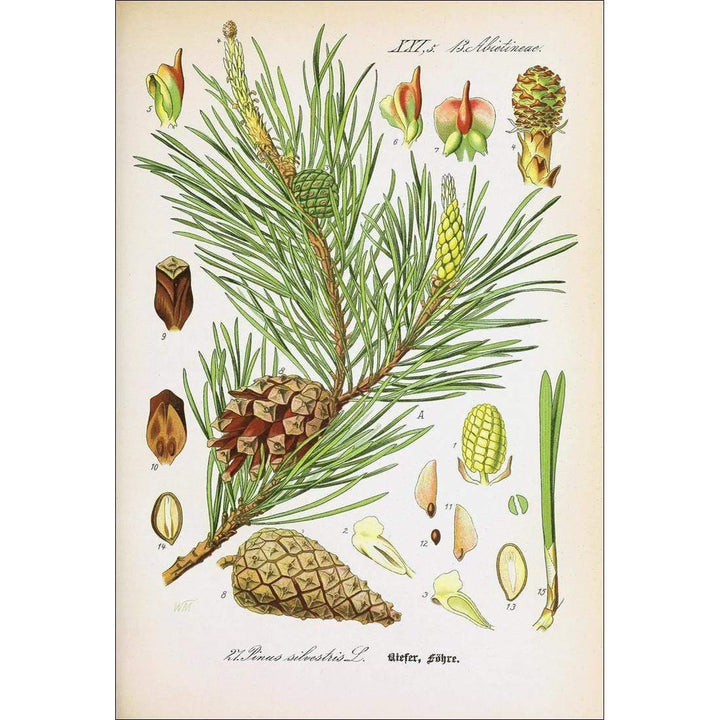 Pine branch Botanical Illustration Wall Art