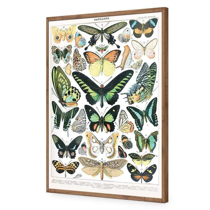 Vintage Butterflies Papillons By Adolphe Millot Wall Art