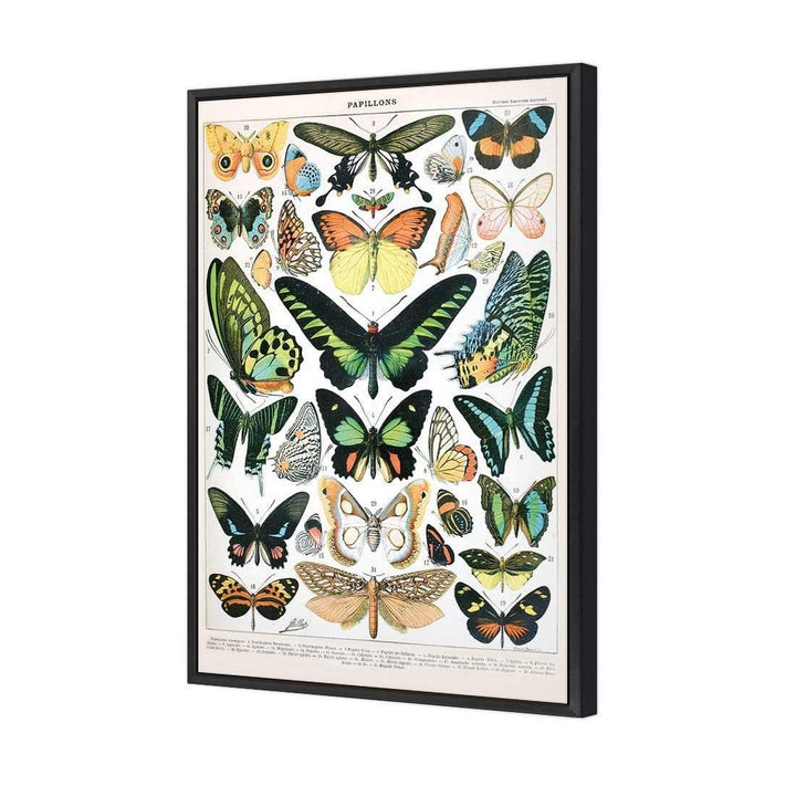 Vintage Butterflies Papillons By Adolphe Millot Wall Art