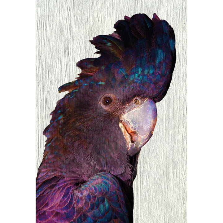 Curious Cocky, Paper Wall Art