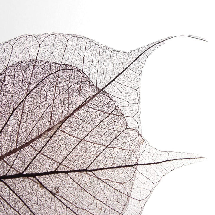 Transparent Leaves (Square) Wall Art
