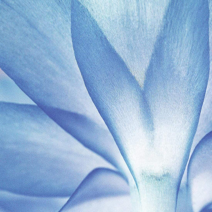 Macro Flower, Blue (Square) Wall Art