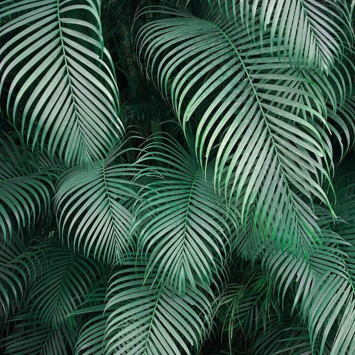 Frond Fluster (Square) Wall Art
