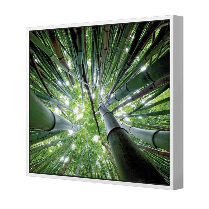 Bamboo From Above (Square) Wall Art