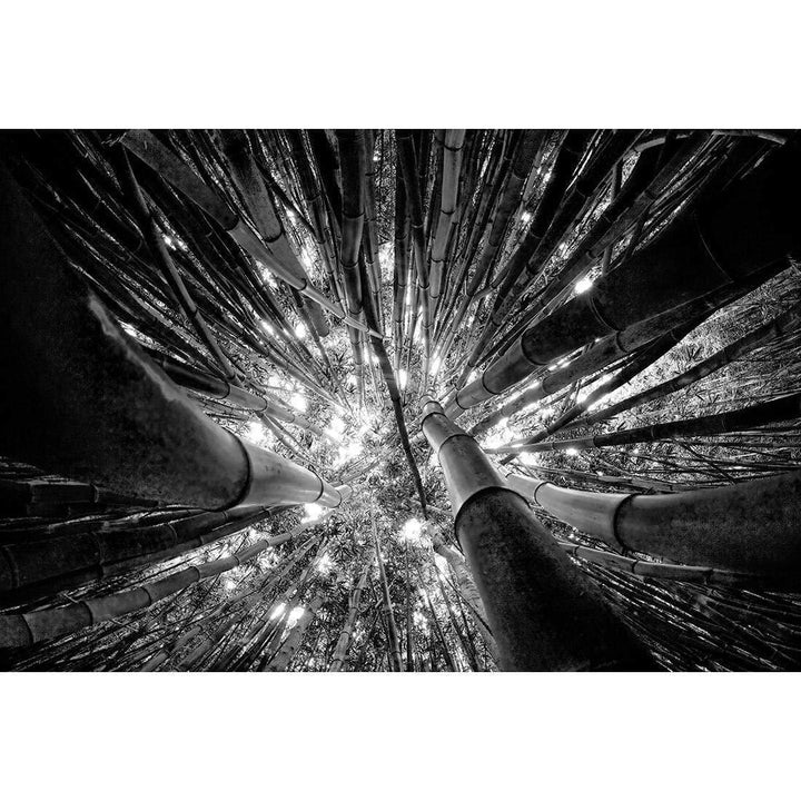 Bamboo From Above, Black and White (Landscape) Wall Art