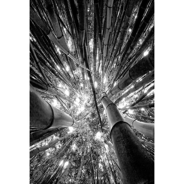 Bamboo From Above, Black and White (Portrait) Wall Art