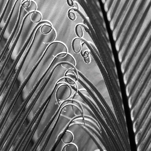 Leaf Curls, Black and White (Square) Wall Art