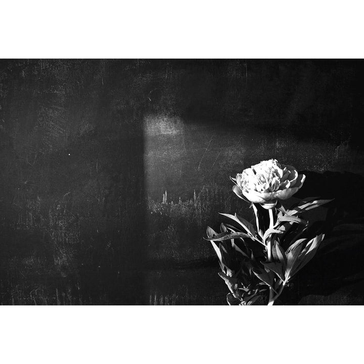 Peony Chalked, Black and White (Landscape) Wall Art