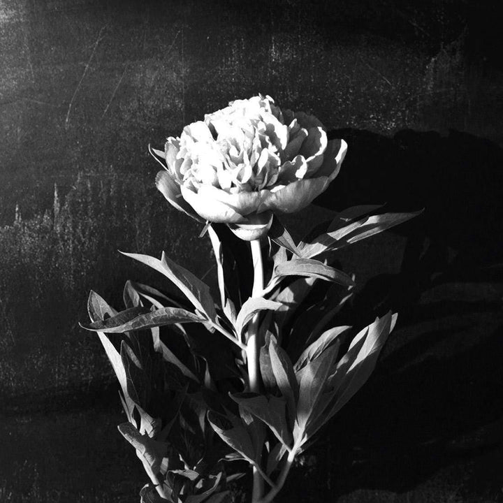 Peony Chalked, Black and White (Square) Wall Art