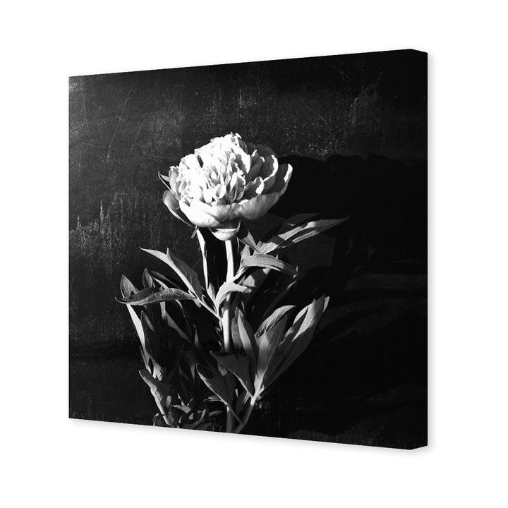 Peony Chalked, Black and White (Square) Wall Art
