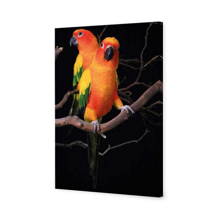 Perched Conure Parrots Wall Art