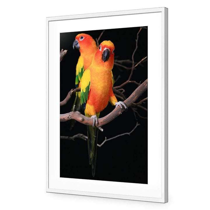 Perched Conure Parrots Wall Art